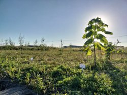 遊休農地で育つ早生樹