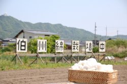 収穫した伯州綿