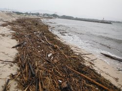 砂浜に流れ着いた流木とごみ