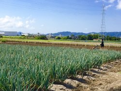 境港の農業（白ねぎ）