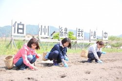 地域おこし協力隊（伯州綿栽培）